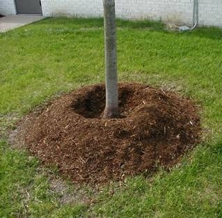 Proper Saucer Mulching